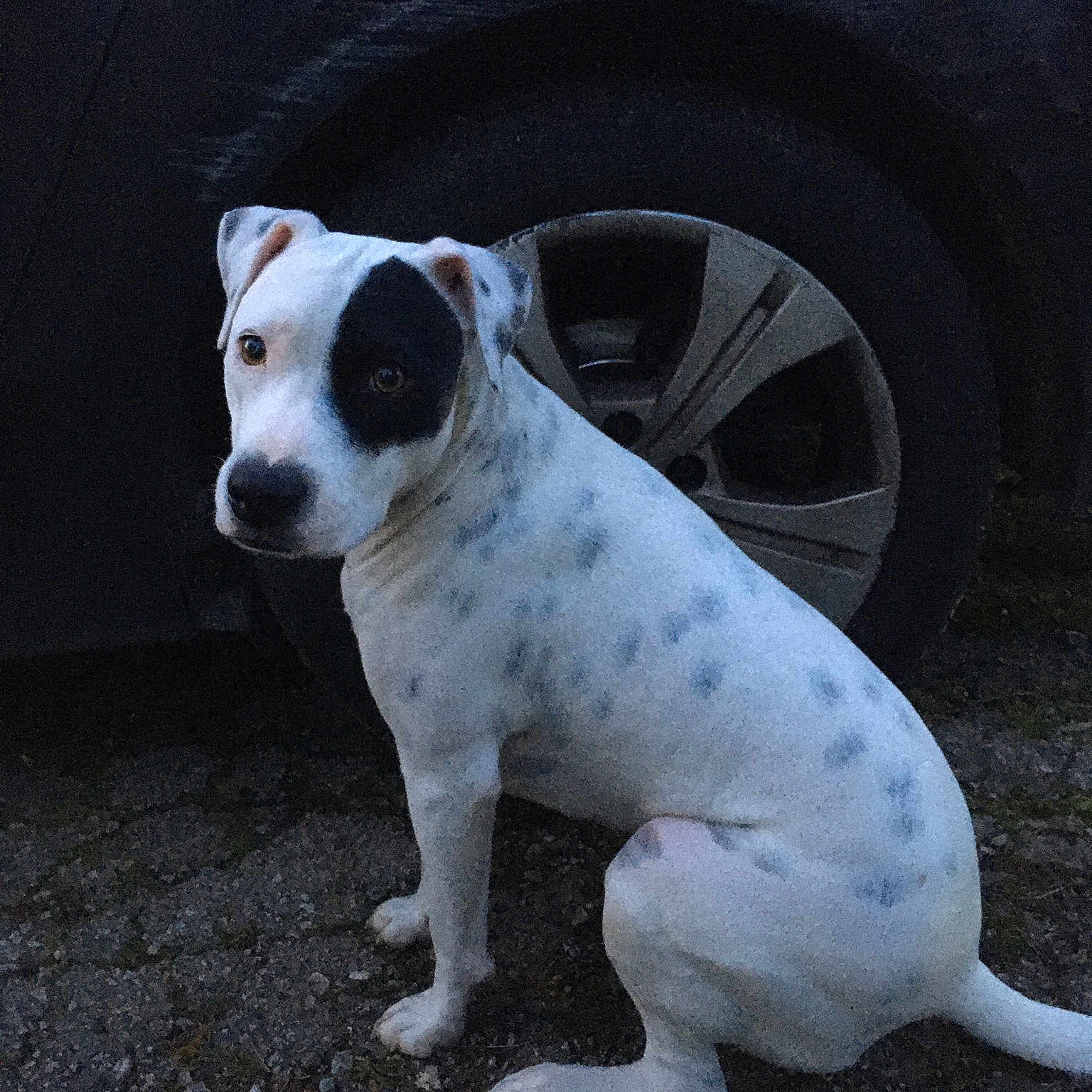 Pixie