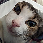 Angel is registered to the contest to win money with this photo: animal, cat, close_up, curious, cute, domestic_animal, eyes, face, feline, fur, indoor, mammal, pet, pink_nose, playful, resting, sheet, soft, tabby, whiskers