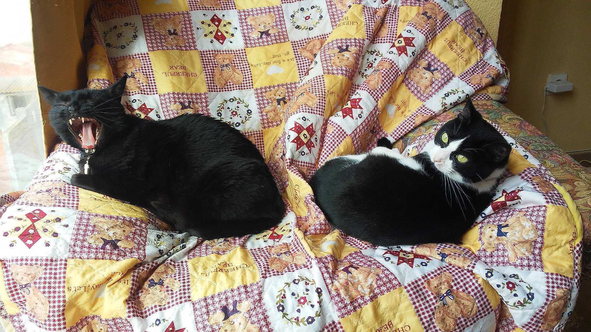 Betty a rejoint le concours — aidez-le/la à gagner de superbes lots ! black_cat, canidae, carnivore, cat, felidae, fur, kitten, linens, nap, quilt, small_to_medium_sized_cats, tail, textile