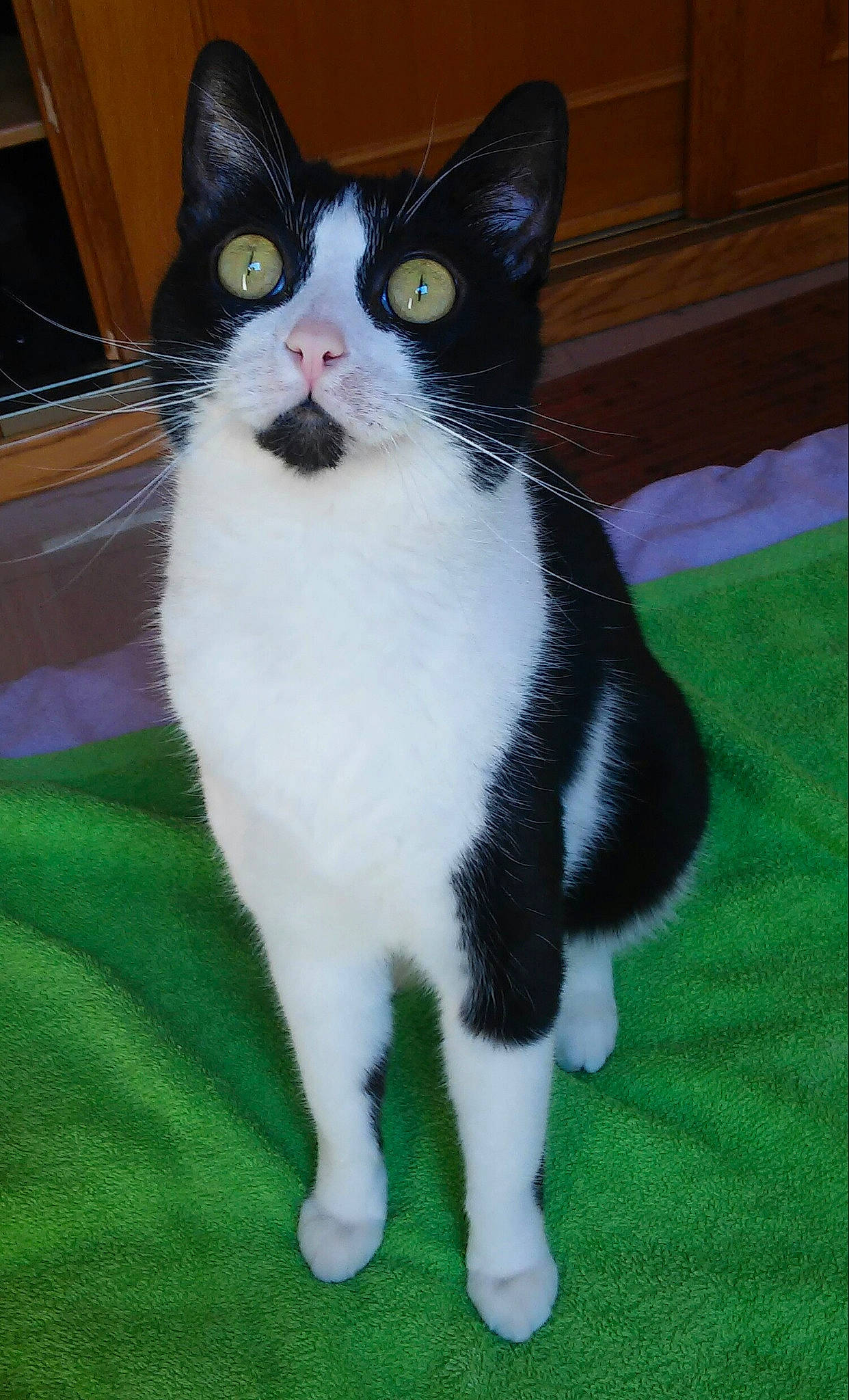 Betty participe au concours pour gagner de l'argent avec cette photo : aegean_cat, american_wirehair, black_cat, carnivore, cat, domestic_short_haired_cat, european_shorthair, eye, felidae, fur, grass, japanese_bobtail, kitten, mammal, polydactyl_cat, small_to_medium_sized_cats, snout, tail, vertebrate, whiskers