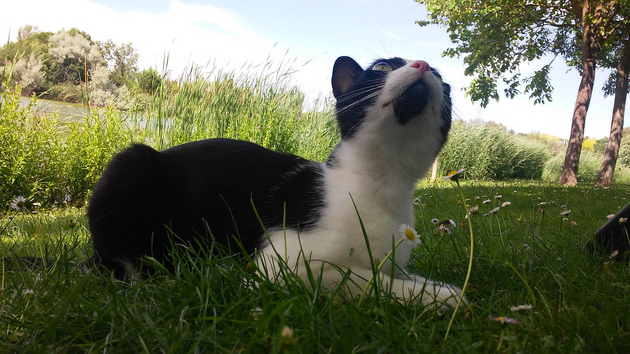 Betty a rejoint le concours — aidez-le/la à gagner de superbes lots ! carnivore, cat, domestic_short_haired_cat, european_shorthair, felidae, fur, grass, grass_family, lawn, plant, sky, small_to_medium_sized_cats, snout, sunlight, tail, tree, whiskers