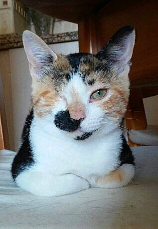 Judith participe au concours pour gagner de l'argent avec cette photo : aegean_cat, american_wirehair, carnivore, cat, domestic_short_haired_cat, european_shorthair, felidae, kitten, mammal, polydactyl_cat, small_to_medium_sized_cats, snout, tabby_cat, whiskers