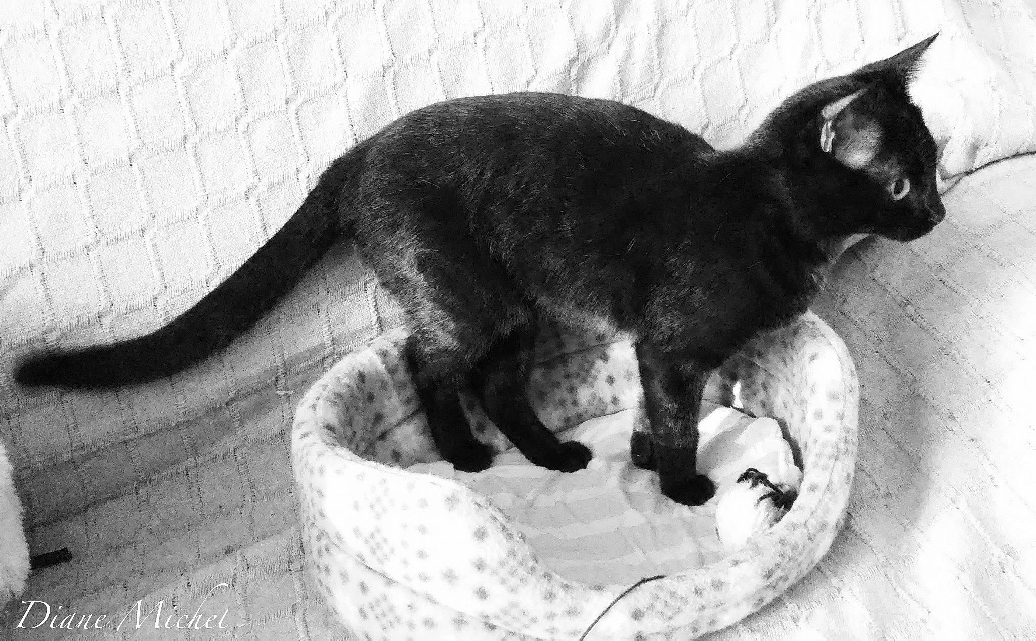 Xena a rejoint le concours — aidez-le/la à gagner de superbes lots ! asian, black_and_white, black_cat, burmese, carnivore, cat, domestic_short_haired_cat, felidae, german_rex, havana_brown, kitten, mammal, oriental_longhair, small_to_medium_sized_cats, tail, vertebrate, whiskers