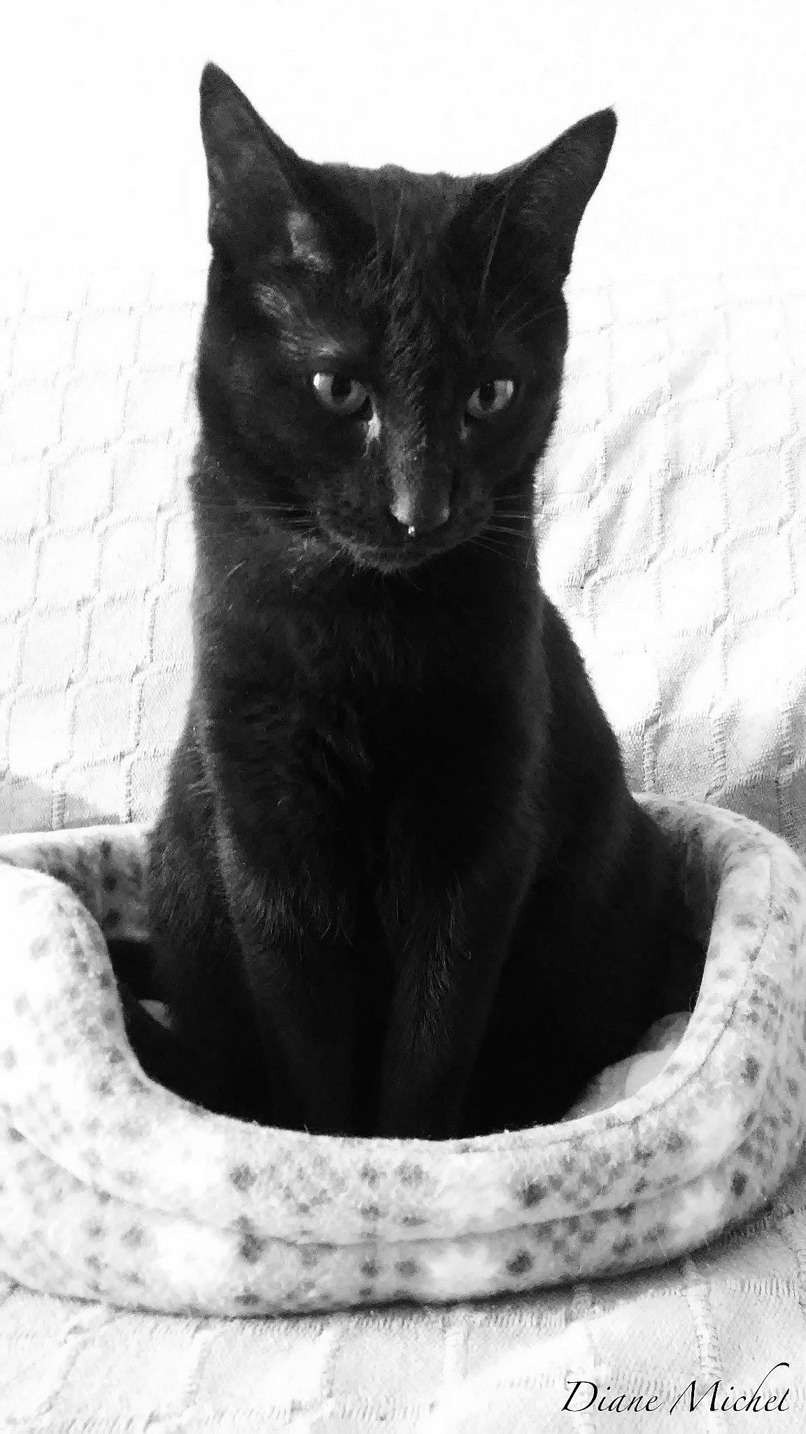 Jazz a rejoint le concours — aidez-le/la à gagner de superbes lots ! asian, black, black_and_white, black_cat, bombay, british_shorthair, burmese, carnivore, cat, chartreux, domestic_short_haired_cat, felidae, havana_brown, korat, mammal, russian_blue, small_to_medium_sized_cats, snout, vertebrate, whiskers