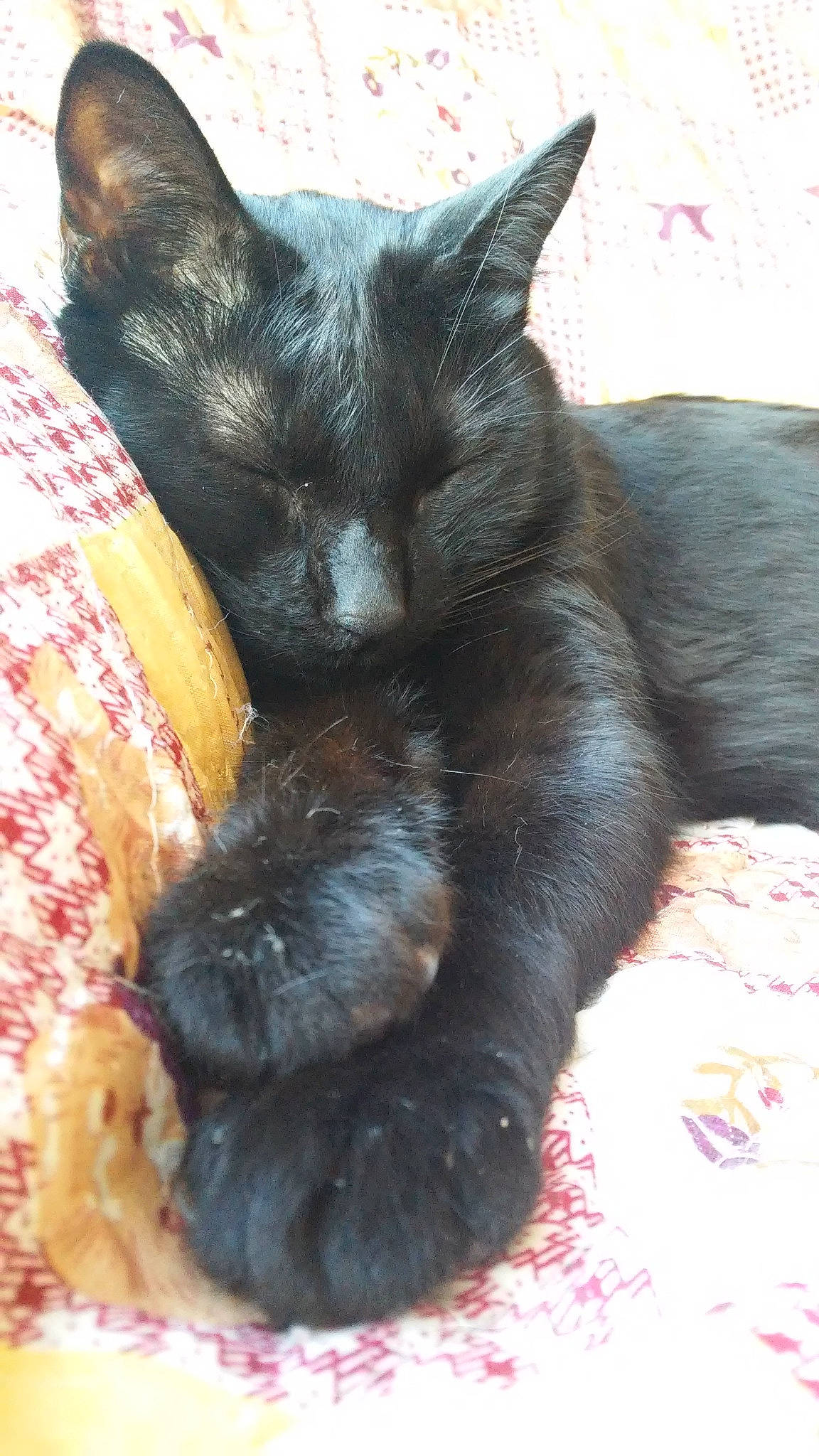 Jazz a rejoint le concours — aidez-le/la à gagner de superbes lots ! asian, black_cat, bombay, burmese, carnivore, cat, claw, domestic_short_haired_cat, felidae, german_rex, kitten, korat, paw, polydactyl_cat, small_to_medium_sized_cats, snout, tail, whiskers