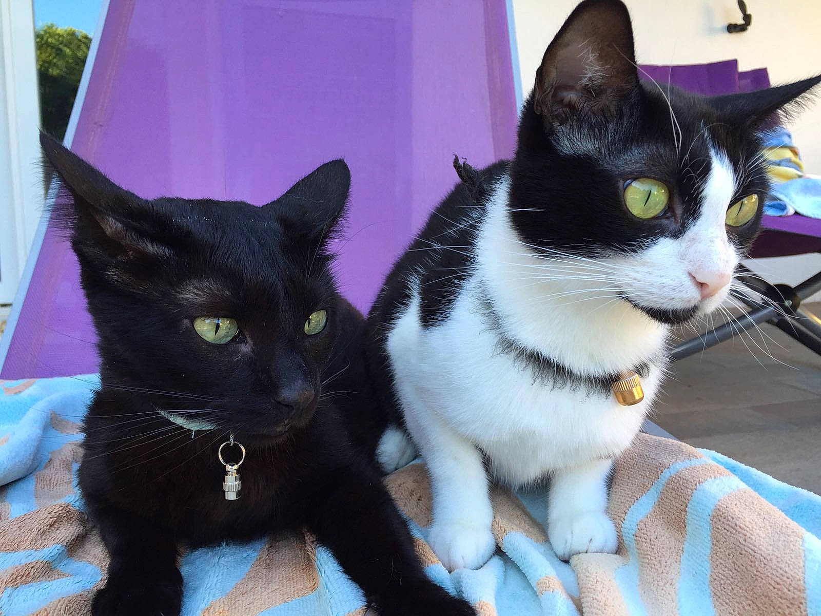 Jazz a rejoint le concours — aidez-le/la à gagner de superbes lots ! aegean_cat, american_wirehair, asian, black_cat, carnivore, cat, domestic_short_haired_cat, felidae, german_rex, japanese_bobtail, kitten, mammal, polydactyl_cat, small_to_medium_sized_cats, tail, vertebrate, whiskers