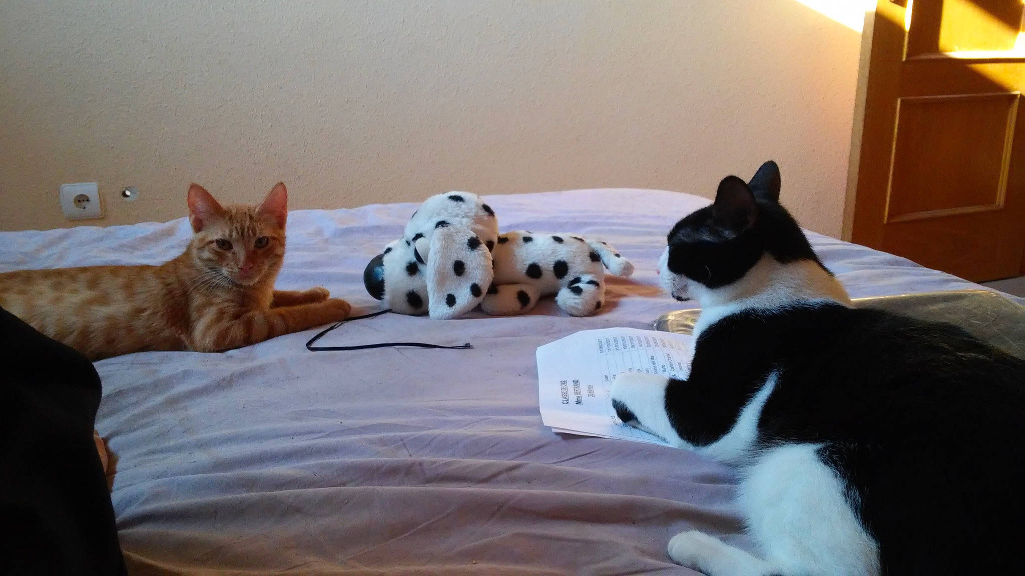 Apolo a rejoint le concours — aidez-le/la à gagner de superbes lots ! bed, canidae, carnivore, cat, couch, dog_breed, felidae, kitten, mammal, small_to_medium_sized_cats, vertebrate, whiskers