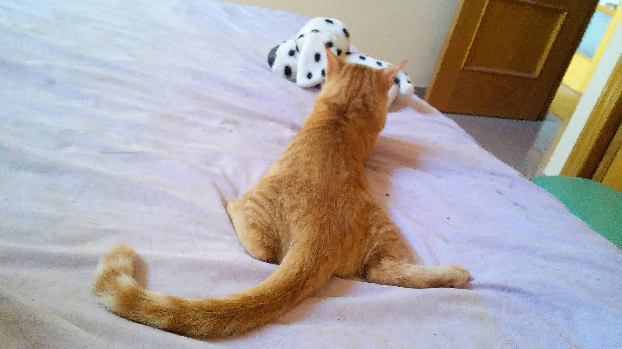 Apolo participe au concours pour gagner de l'argent avec cette photo : canidae, carnivore, cat, fawn, felidae, tail, whiskers