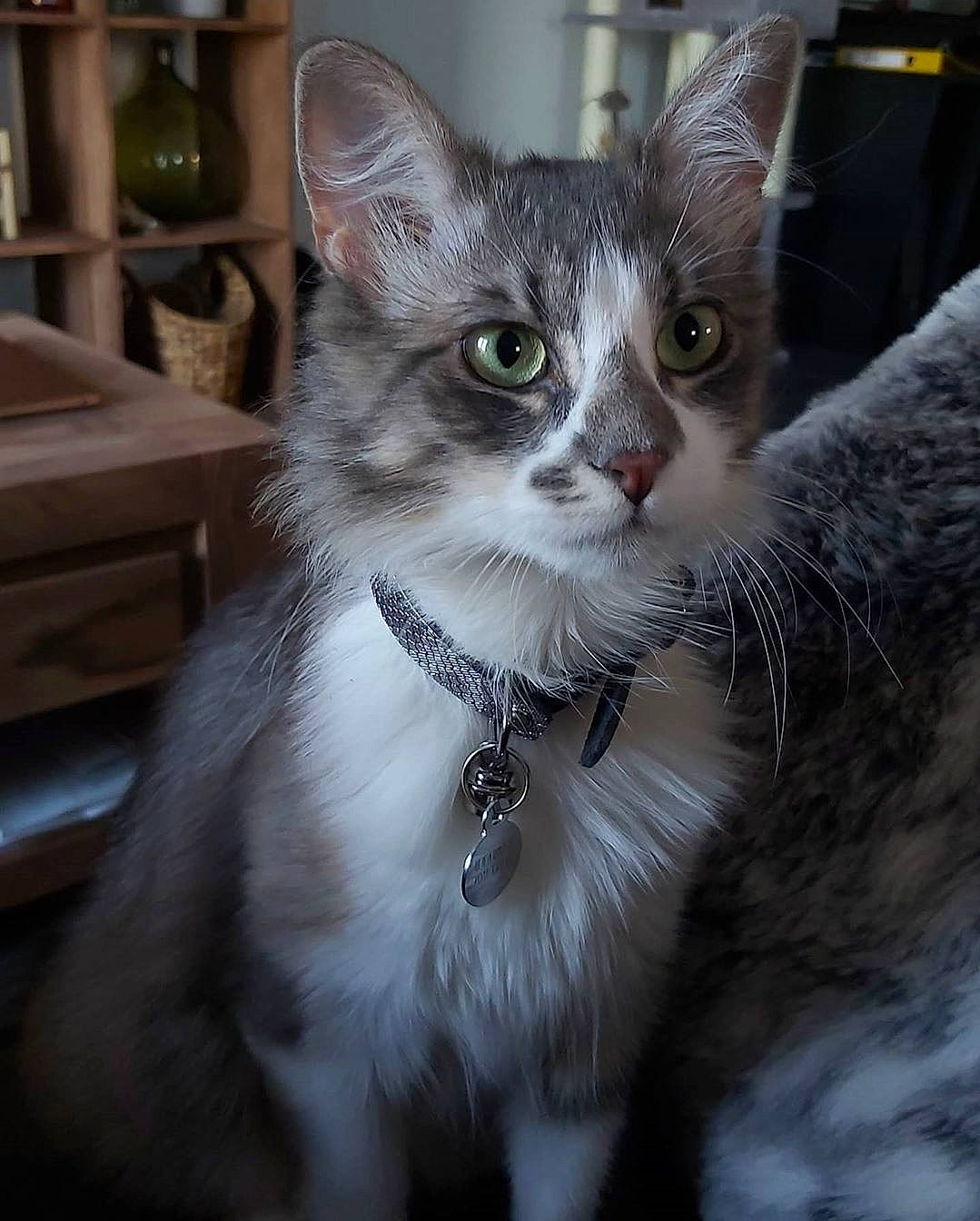 Lilith a rejoint le concours — aidez-le/la à gagner de superbes lots ! aegean_cat, american_wirehair, asian, asian_semi_longhair, carnivore, cat, domestic_long_haired_cat, domestic_short_haired_cat, european_shorthair, eye, felidae, kitten, mammal, norwegian_forest_cat, oriental_longhair, small_to_medium_sized_cats, snout, tabby_cat, vertebrate, whiskers