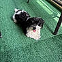 puppy, dog, black_and_white, fur, tongue_out, pet, outdoor, carpet, green, texture, patio, furniture, shadow, cute, small_dog, lying_down, happy, animal, companion, domestic