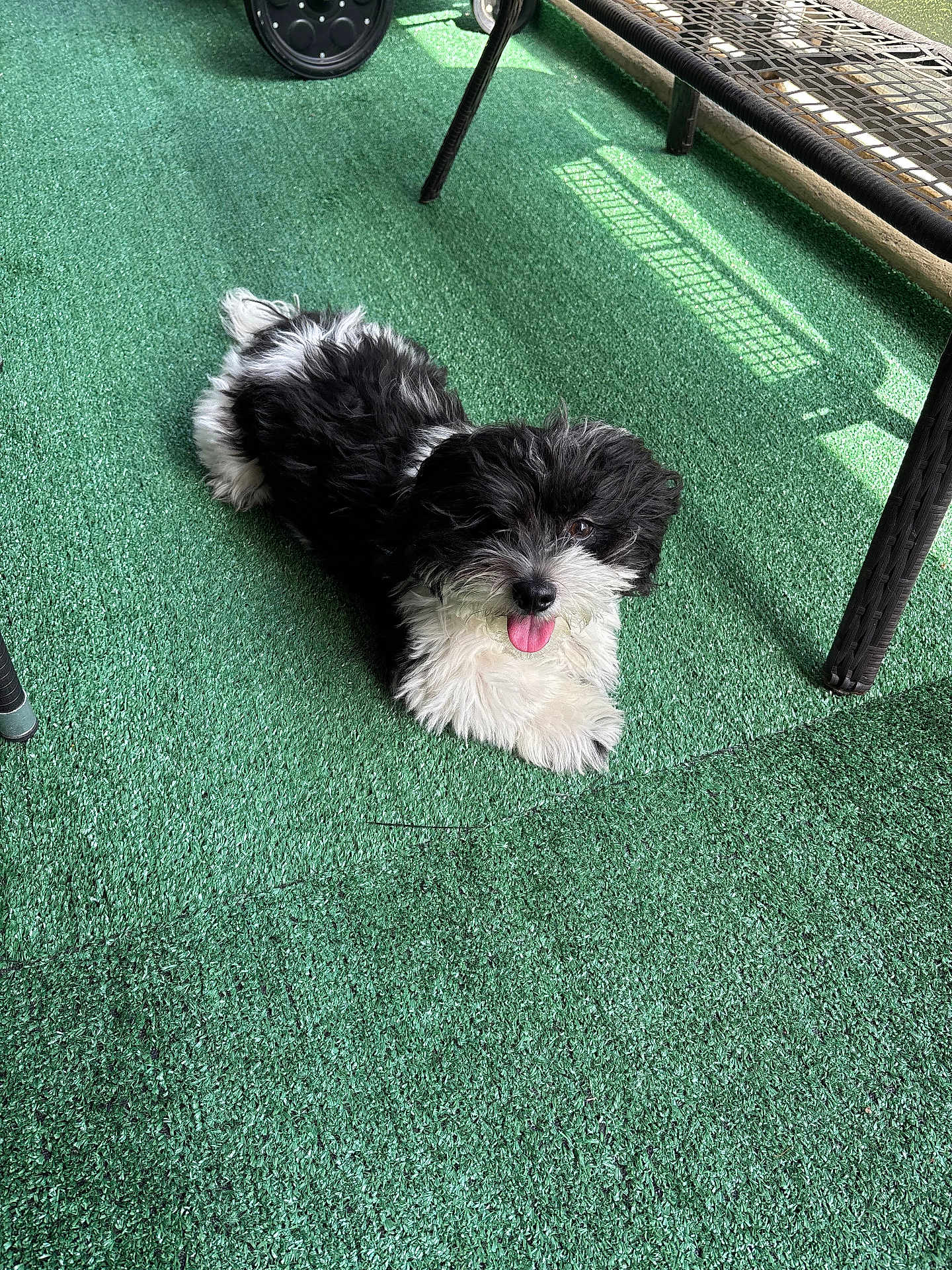 Remi joined the competition — help win amazing prizes! puppy, dog, black_and_white, fur, tongue_out, pet, outdoor, carpet, green, texture, patio, furniture, shadow, cute, small_dog, lying_down, happy, animal, companion, domestic