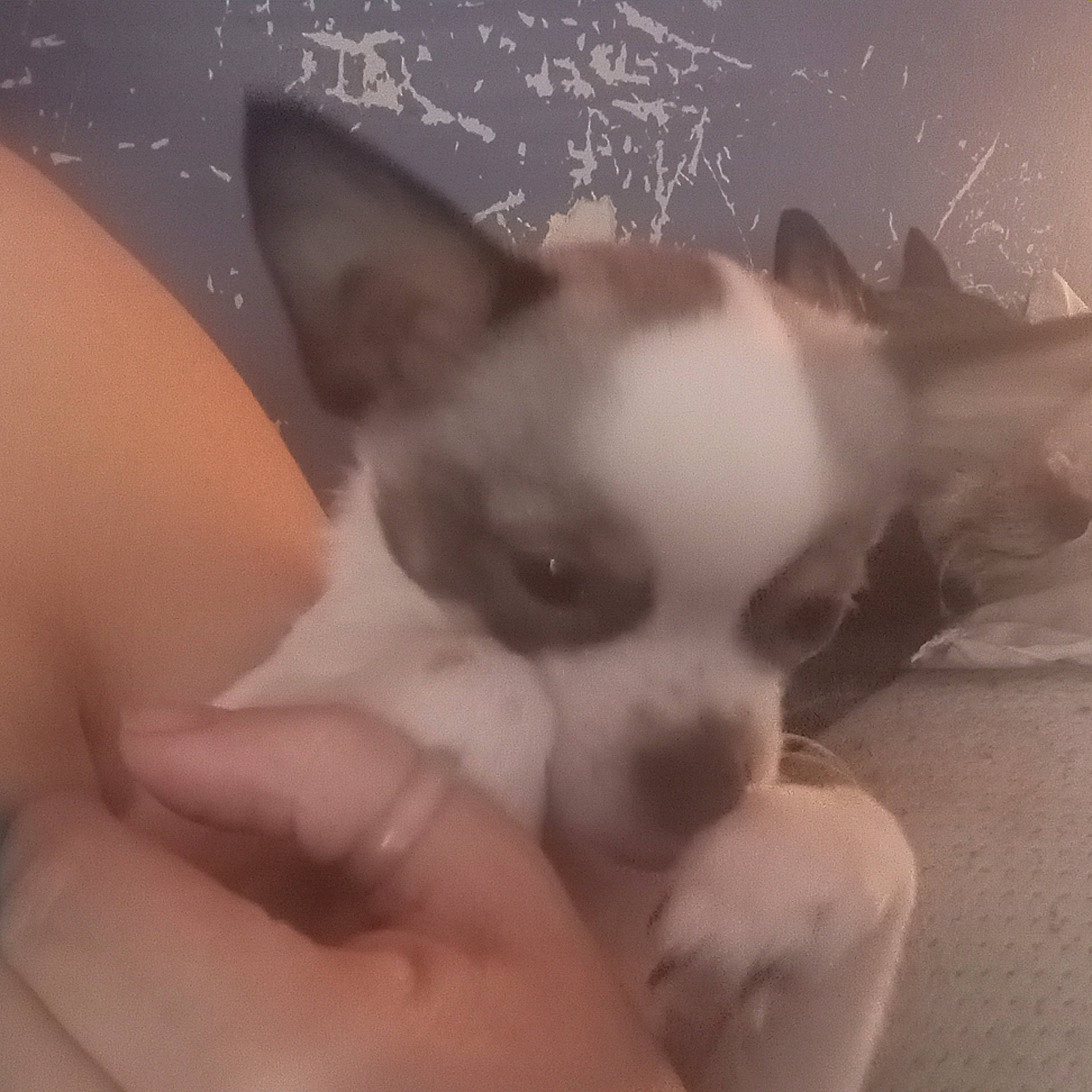 Apolo is registered to the contest to win money with this photo: canidae, carnivore, chihuahua, companion_dog, dog, dog_breed, ear, eye, fawn, fur, hand, human_body, jaw, paw, snout, sporting_group, tail, toy_dog, whiskers, working_animal