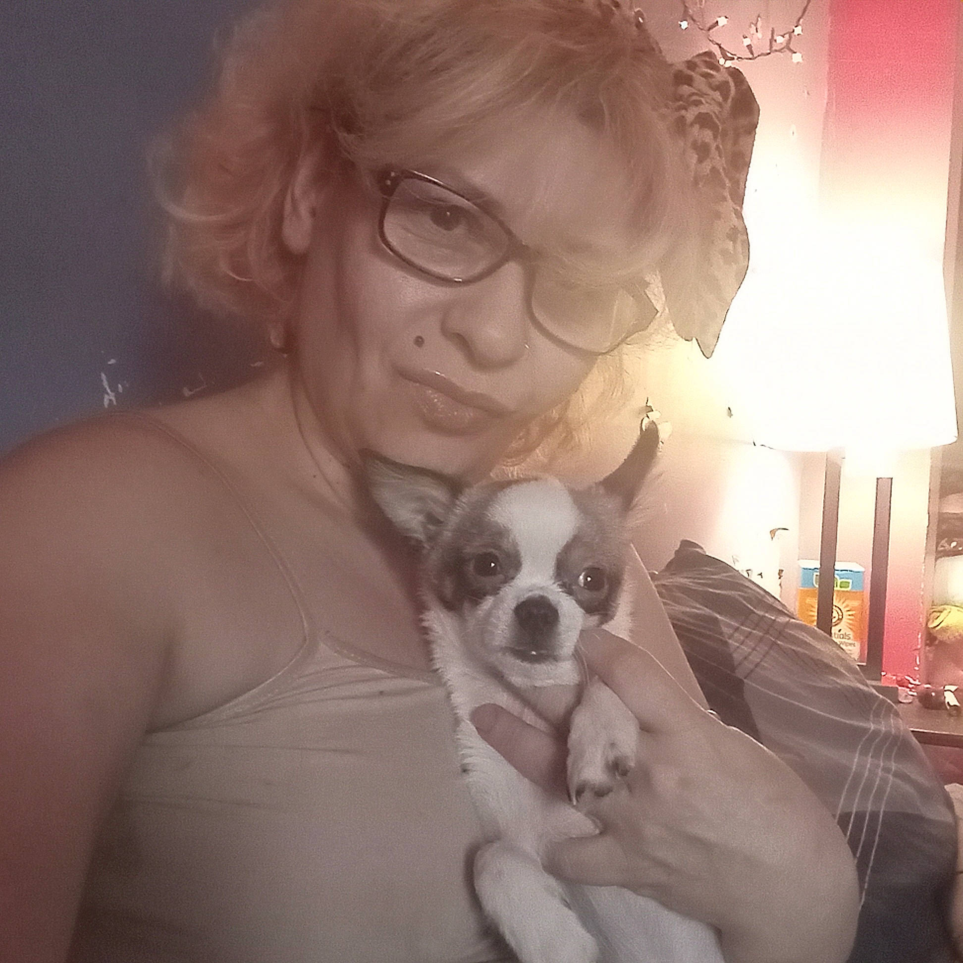 Apolo is registered to the contest to win money with this photo: carnivore, chihuahua, comfort, companion_dog, dog, dog_breed, ear, eyewear, facial_hair, fawn, glasses, goggles, happy, jaw, lamp, snout, sunglasses, toy_dog, vision_care, whiskers