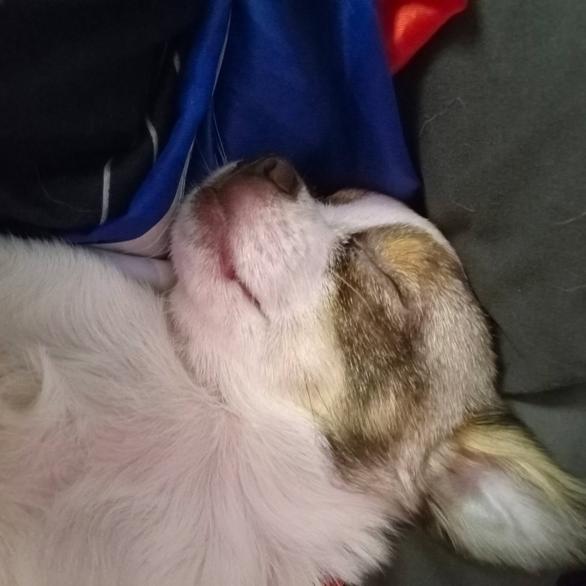 Apolo is registered to the contest to win money with this photo: carnivore, comfort, companion_dog, dog, dog_breed, ear, electric_blue, fur, human_leg, liver, non_sporting_group, paw, puppy, puppy_love, whiskers, working_animal, wrinkle