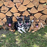 Ruger is registered to the contest to win money with this photo: alert, animal, canine, companions, dog, ears_up, four_dogs, grass, group, happy, lying_down, mammal, nature, outdoor, pets, playful, stacked_wood, sunlight, tongue_out, woodpile