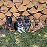 alert, animal, canine, companions, dog, ears_up, four_dogs, grass, group, happy, lying_down, mammal, nature, outdoor, pets, playful, stacked_wood, sunlight, tongue_out, woodpile
