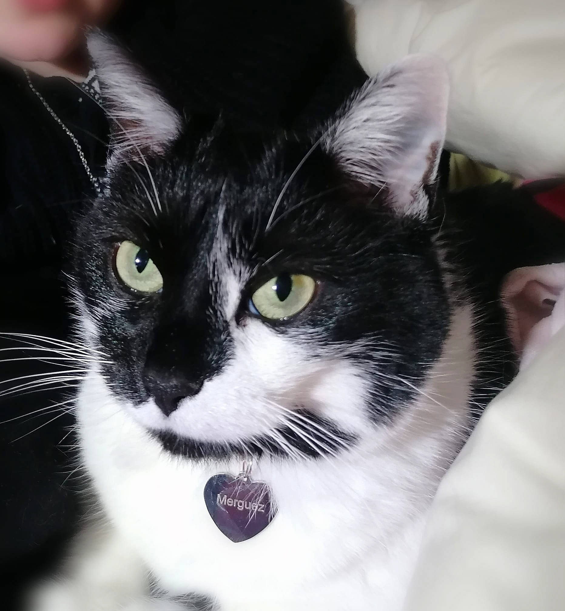 Merguez participe au concours pour gagner de l'argent avec cette photo : black_cat, carnivore, cat, comfort, domestic_short_haired_cat, felidae, fur, monochrome_photography, paw, small_to_medium_sized_cats, snout, tail, whiskers, window