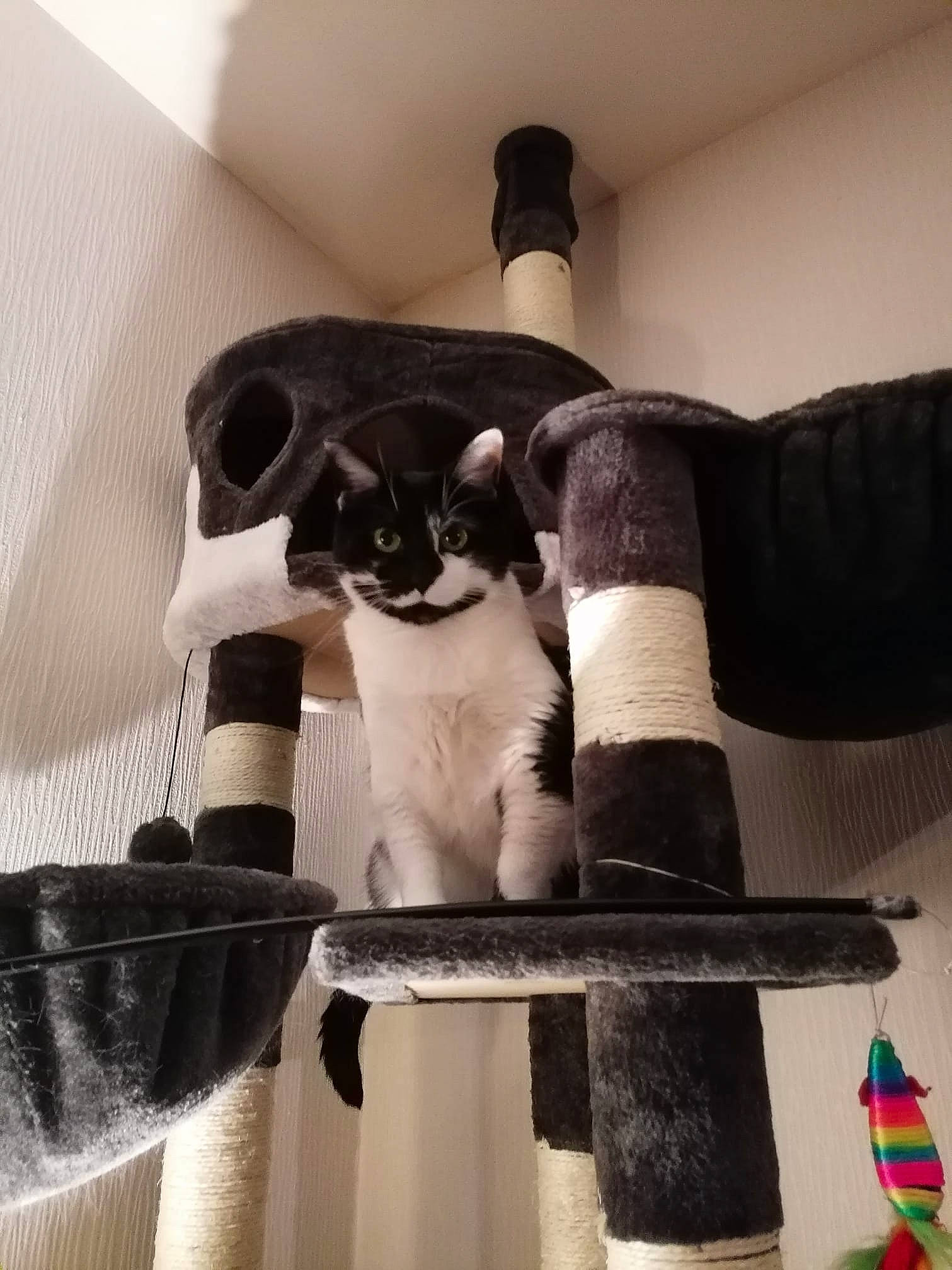 Merguez participe au concours pour gagner de l'argent avec cette photo : carnivore, cat, cat_bed, cat_supply, comfort, companion_dog, fawn, felidae, fur, human_leg, linens, pet_supply, room, shoulder, sitting, small_to_medium_sized_cats, tail, textile, whiskers, wood