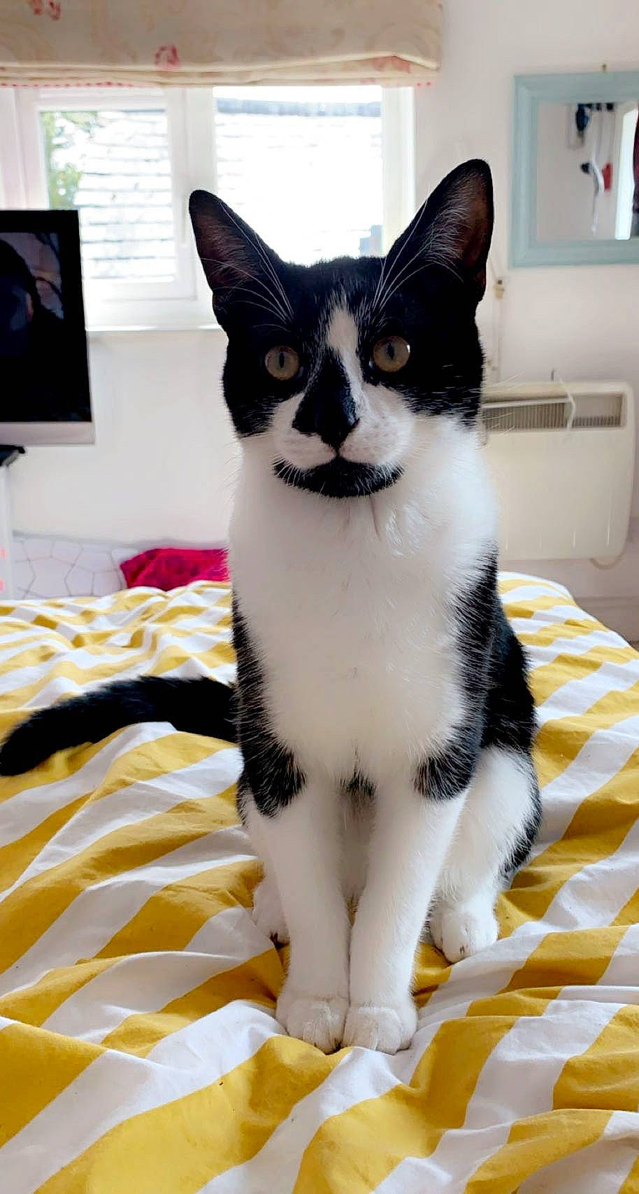 Badger joined the competition — help win amazing prizes! carnivore, cat, comfort, display_device, domestic_short_haired_cat, felidae, flooring, formal_wear, fur, grey, led_backlit_lcd_display, linens, moustache, paw, small_to_medium_sized_cats, snout, tail, television, whiskers, window