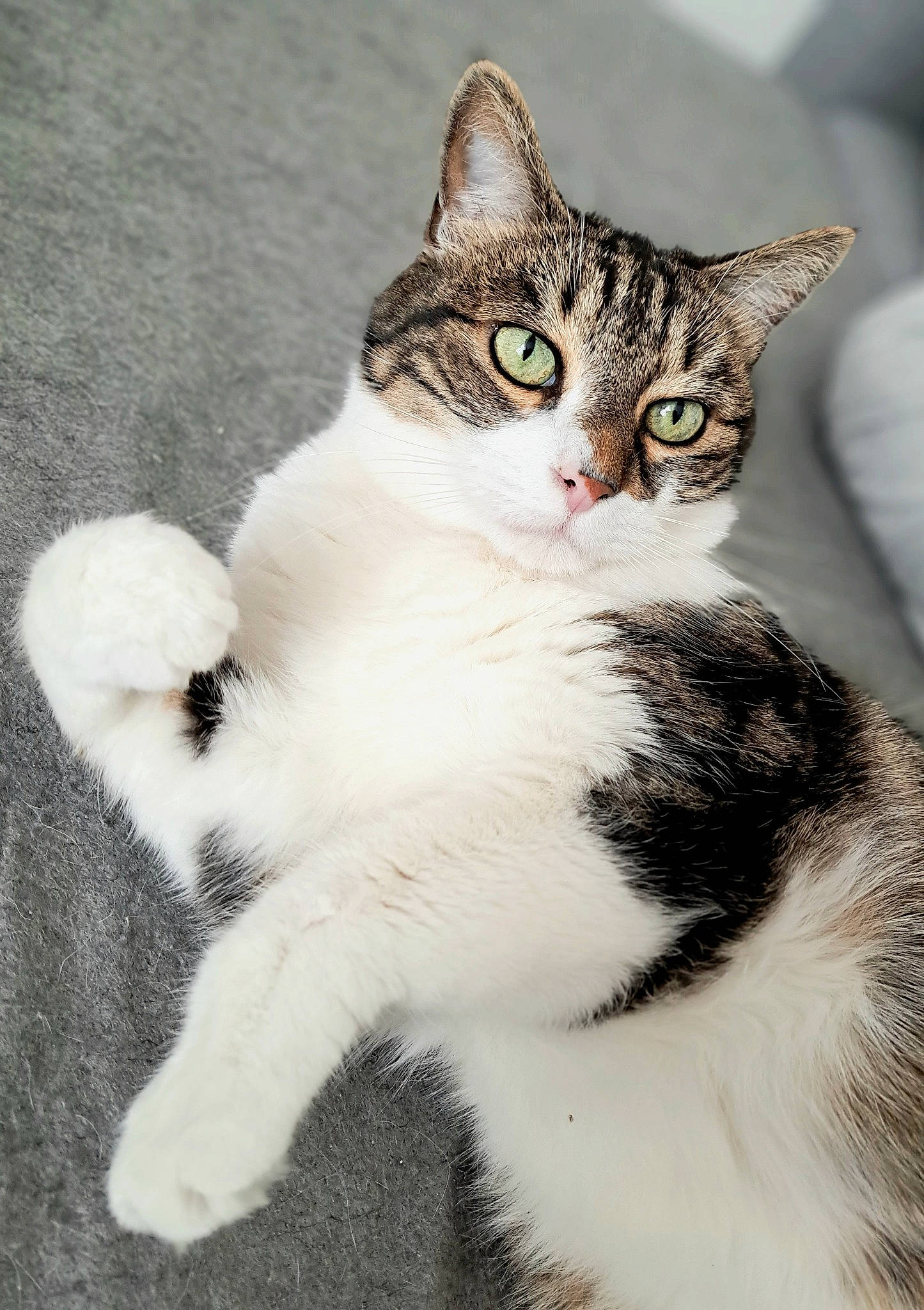 Kirito participe au concours pour gagner de l'argent avec cette photo : art, carnivore, cat, claw, comfort, domestic_short_haired_cat, felidae, foot, fur, paw, sitting, small_to_medium_sized_cats, snout, tail, terrestrial_animal, whiskers