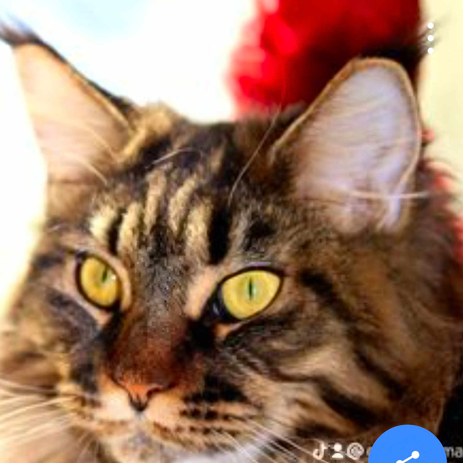 Maggie