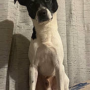 Hunter joined the competition — help win amazing prizes! attentive, bed, black_and_white_dog, black_fur, closeup, curtains, dog, eyes, head_tilt, home_interior, indoor, low_angle, nose, patterned_bedspread, paws, pet, portrait, sitting, upright_ears, white_fur
