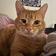 Garfeild joined the competition — help win amazing prizes! bed, blanket, cat, close_up, cozy, cute, domestic_cat, ears, eyes, feline, fur, home_interior, indoor, looking_at_camera, nose, orange_tabby, paw, pet, portrait, whiskers