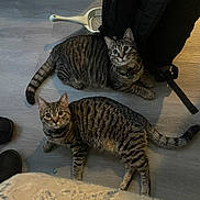 Teagan joined the competition — help win amazing prizes! backpack, cat, collars, curious, floor, green_eyes, hardwood_floor, home, indoor, litter_scoop, looking_up, lying_down, pair, paws, pet, sitting, stripes, tabby_cat, toy, whiskers