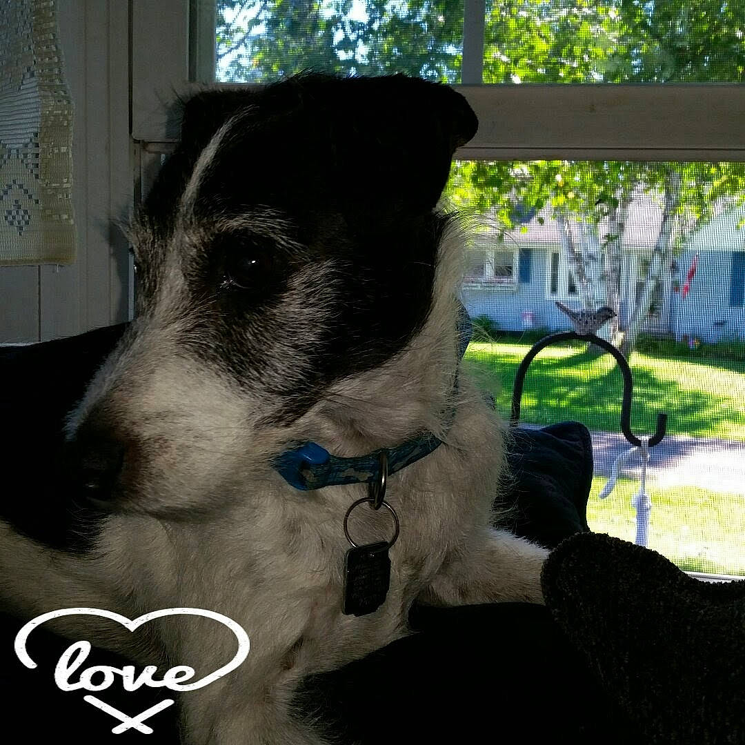 Snuggleufagus joined the competition — help win amazing prizes! border_collie, canidae, carnivore, companion_dog, dog, dog_breed, fox_terrier, mammal, rare_breed_dog, smooth_fox_terrier, snout