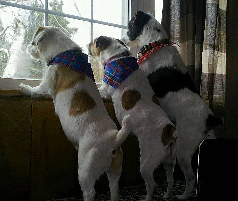 Snuggleufagus is registered to the contest to win money with this photo: canidae, carnivore, companion_dog, dog, dog_breed, fawn, mammal, snout, sporting_group, vertebrate