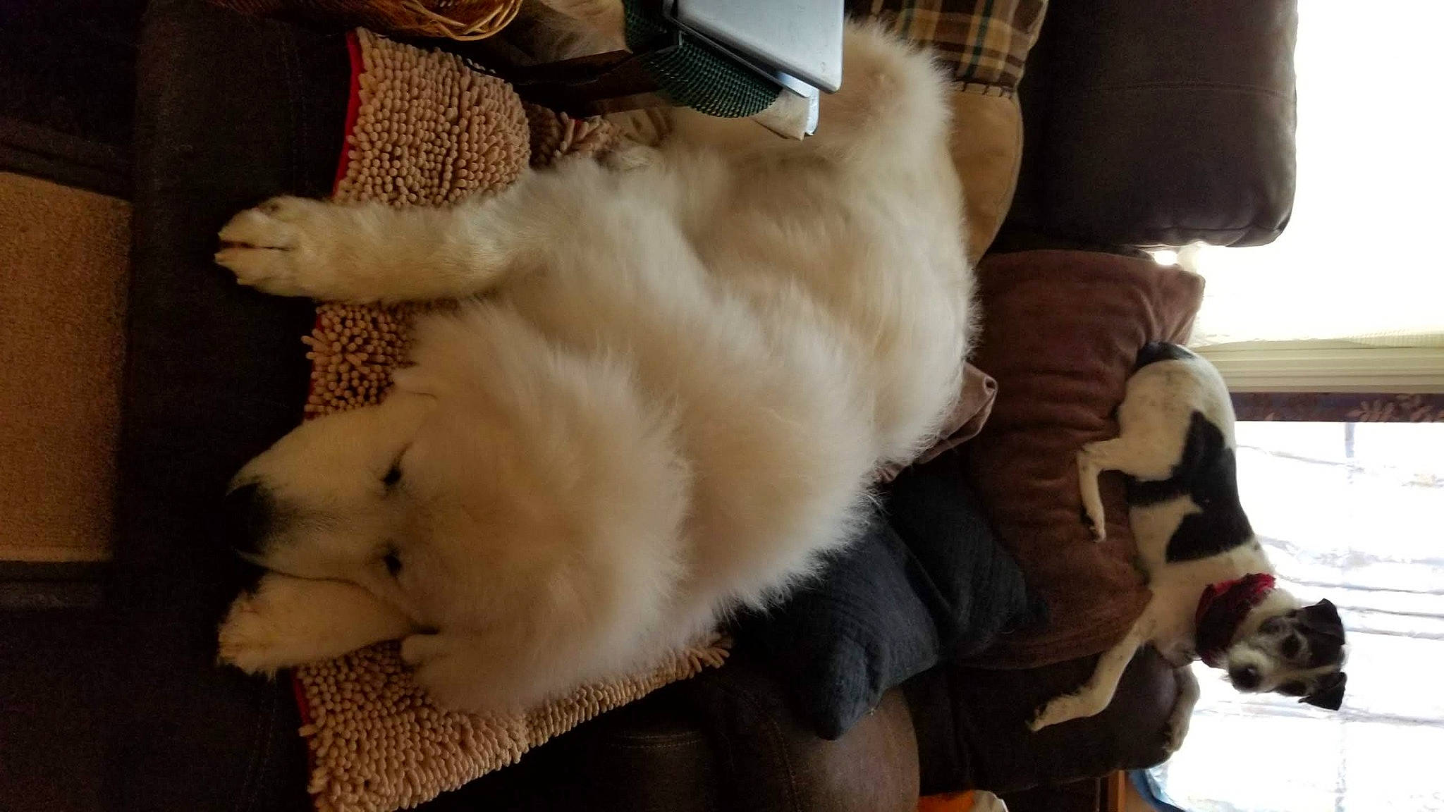 Sir Edward Wigglesworth is registered to the contest to win money with this photo: canidae, carnivore, dog_breed, fawn, fur, fur_clothing, non_sporting_group, sporting_group, textile