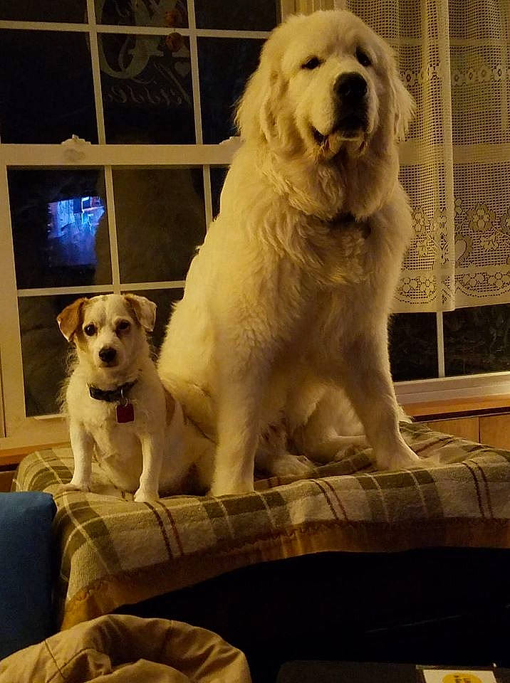 Sir Edward Wigglesworth is registered to the contest to win money with this photo: akbash_dog, canidae, carnivore, companion_dog, dog, dog_breed, fawn, golden_retriever, great_pyrenees, kuvasz, livestock_guardian_dog, mammal, maremma_sheepdog, polish_tatra_sheepdog, retriever, slovak_cuvac, sporting_group, vertebrate