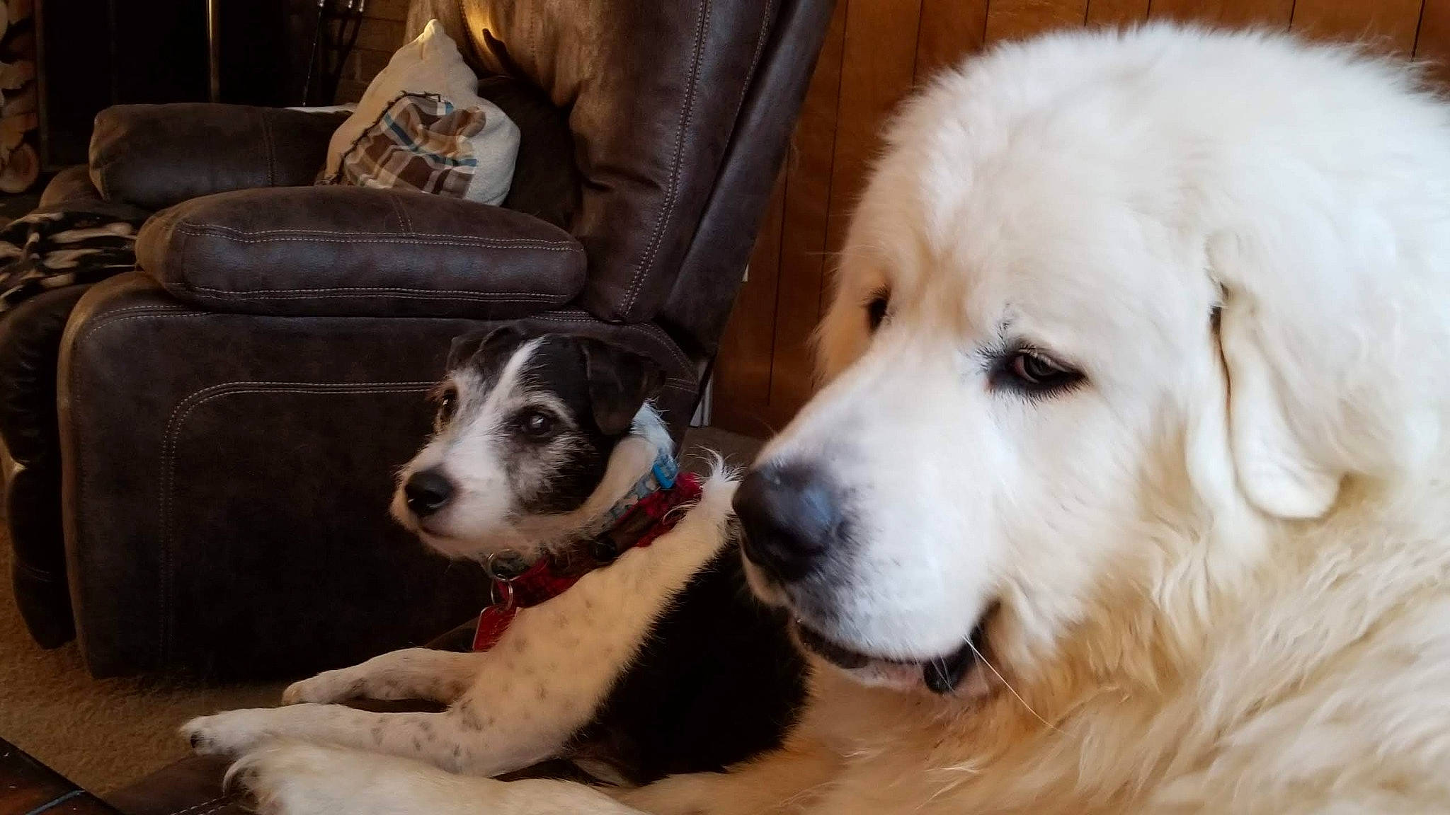 Sir Edward Wigglesworth joined the competition — help win amazing prizes! aidi, akbash_dog, canidae, carnivore, central_asian_shepherd_dog, companion_dog, dog, dog_breed, great_pyrenees, kuvasz, livestock_guardian_dog, mammal, maremma_sheepdog, mucuchies, polish_tatra_sheepdog, pyrenean_mastiff, rare_breed_dog, slovak_cuvac, sporting_group, vertebrate