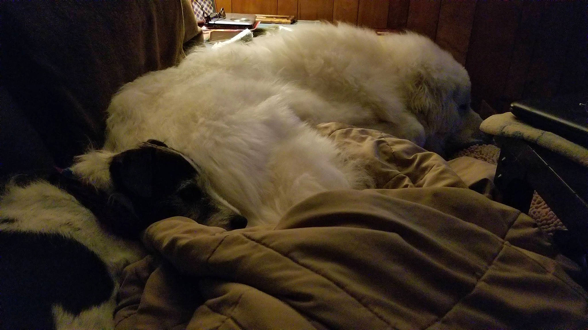 Sir Edward Wigglesworth joined the competition — help win amazing prizes! canidae, carnivore, dog, dog_breed, fur, great_pyrenees, livestock_guardian_dog, maltese, nap, puppy, shih_tzu, sporting_group, tibetan_terrier