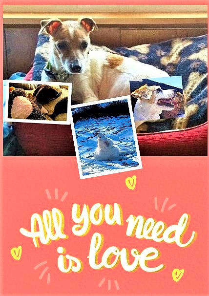 Sir Edward Wigglesworth is registered to the contest to win money with this photo: canidae, carnivore, dog, dog_breed, fawn, fox_terrier, greyhound, italian_greyhound, photo_caption, sighthound, smooth_fox_terrier, street_dog, whippet