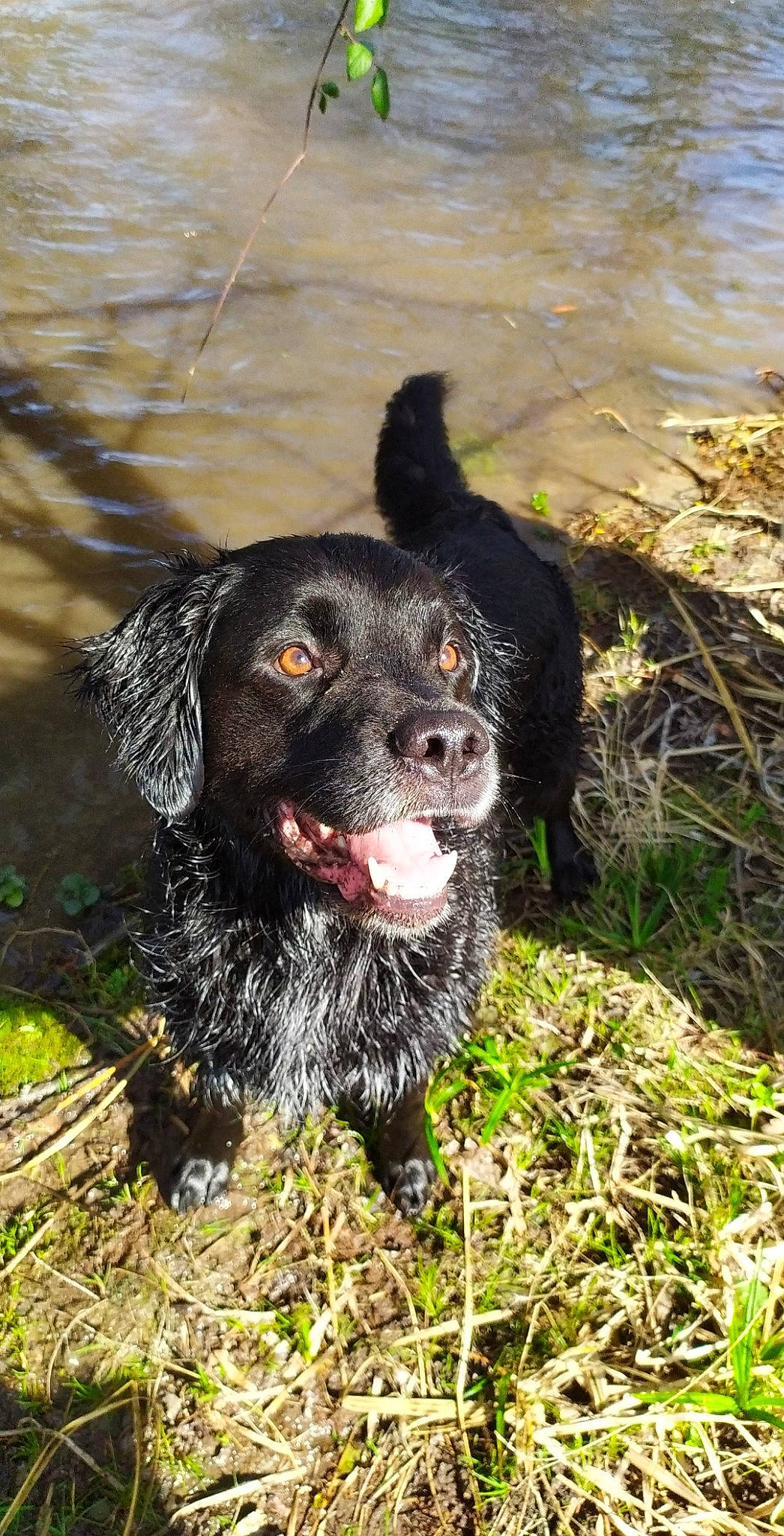 Paps a rejoint le concours — aidez-le/la à gagner de superbes lots ! blue_picardy_spaniel, boykin_spaniel, canidae, carnivore, cocker_spaniel, dog, dog_breed, english_cocker_spaniel, flat_coated_retriever, german_spaniel, hunting_dog, large_munsterlander, mammal, picardy_spaniel, rare_breed_dog, retriever, russian_spaniel, spaniel, sporting_group, vertebrate