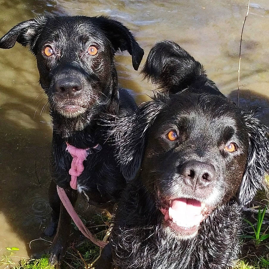Paps participe au concours pour gagner de l'argent avec cette photo : canidae, carnivore, dog, dog_breed, flat_coated_retriever, hunting_dog, labrador_retriever, mammal, patterdale_terrier, pointing_breed, rare_breed_dog, retriever, snout, spaniel, sporting_group, vertebrate