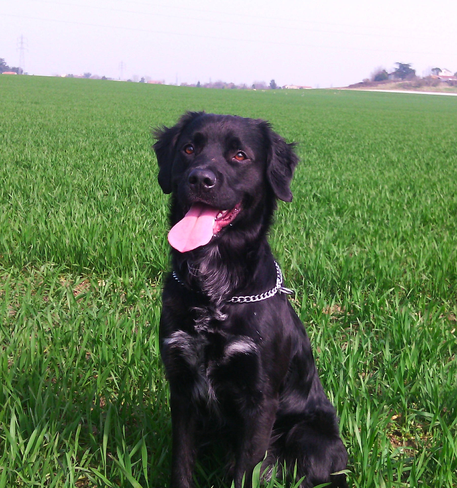 Paps a rejoint le concours — aidez-le/la à gagner de superbes lots ! blue_picardy_spaniel, borador, boykin_spaniel, canidae, carnivore, companion_dog, dog, dog_breed, flat_coated_retriever, german_spaniel, grass, hunting_dog, labrador_retriever, large_munsterlander, mammal, rare_breed_dog, retriever, spaniel, sporting_group, vertebrate