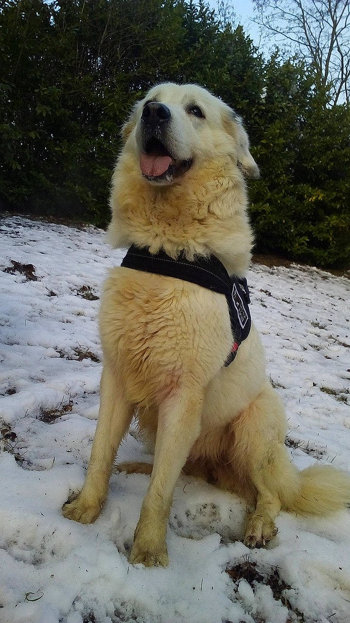 Mirsky participe au concours pour gagner de l'argent avec cette photo : aidi, akbash_dog, canidae, carnivore, central_asian_shepherd_dog, dog, dog_breed, kuvasz, livestock_guardian_dog, mammal, maremma_sheepdog, polish_tatra_sheepdog, slovak_cuvac, sporting_group, vertebrate