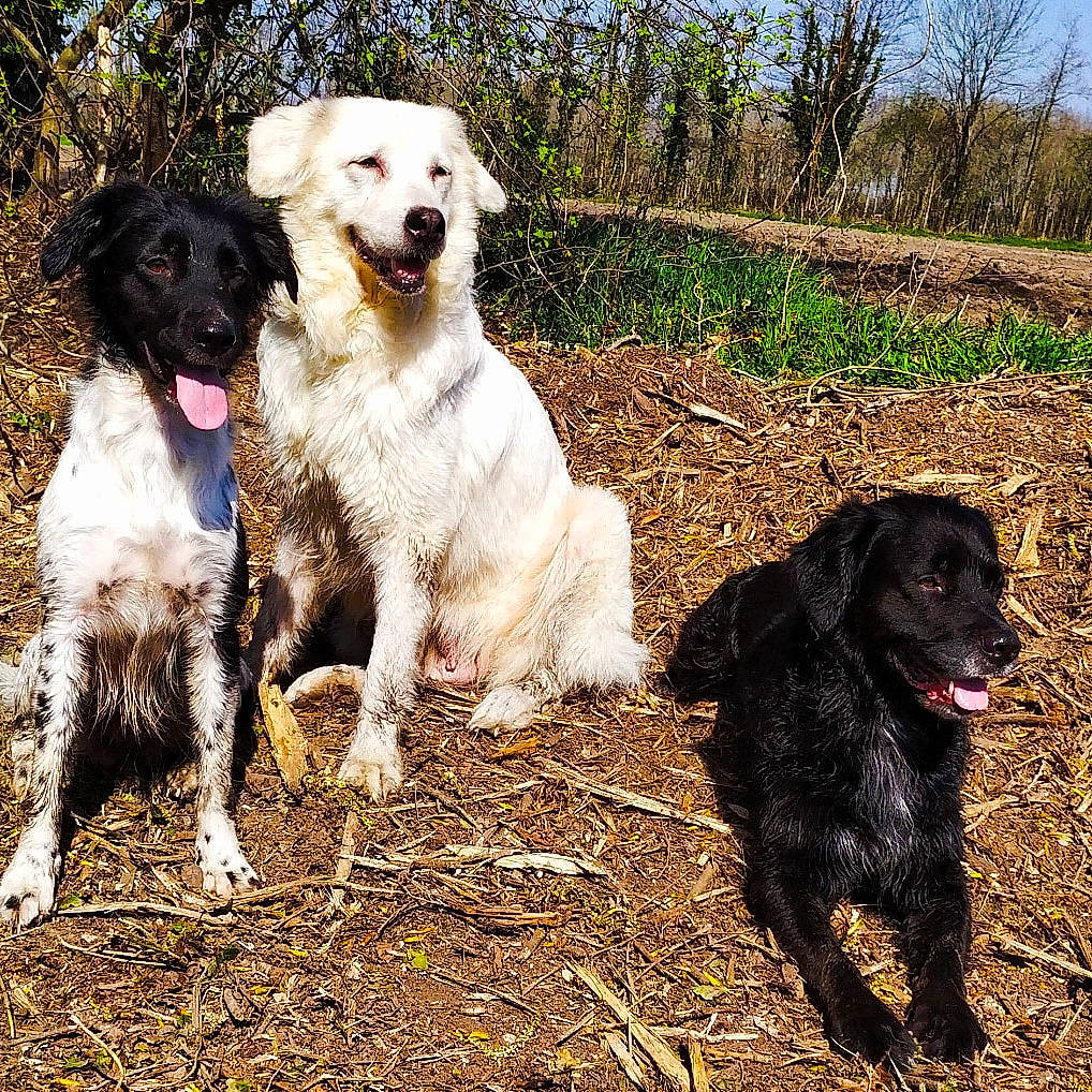 Mirsky participe au concours pour gagner de l'argent avec cette photo : canidae, carnivore, companion_dog, dog, dog_breed, flat_coated_retriever, german_longhaired_pointer, german_spaniel, hunting_dog, large_munsterlander, mammal, picardy_spaniel, rare_breed_dog, retriever, small_munsterlander, spaniel, sporting_group, stabyhoun, vertebrate, wetterhoun
