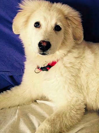 Mirsky participe au concours pour gagner de l'argent avec cette photo : akbash_dog, ancient_dog_breeds, canidae, carnivore, companion_dog, dog, dog_breed, golden_retriever, great_pyrenees, kintamani, kuvasz, mammal, maremma_sheepdog, nose, polish_tatra_sheepdog, puppy, rare_breed_dog, slovak_cuvac, sporting_group, vertebrate