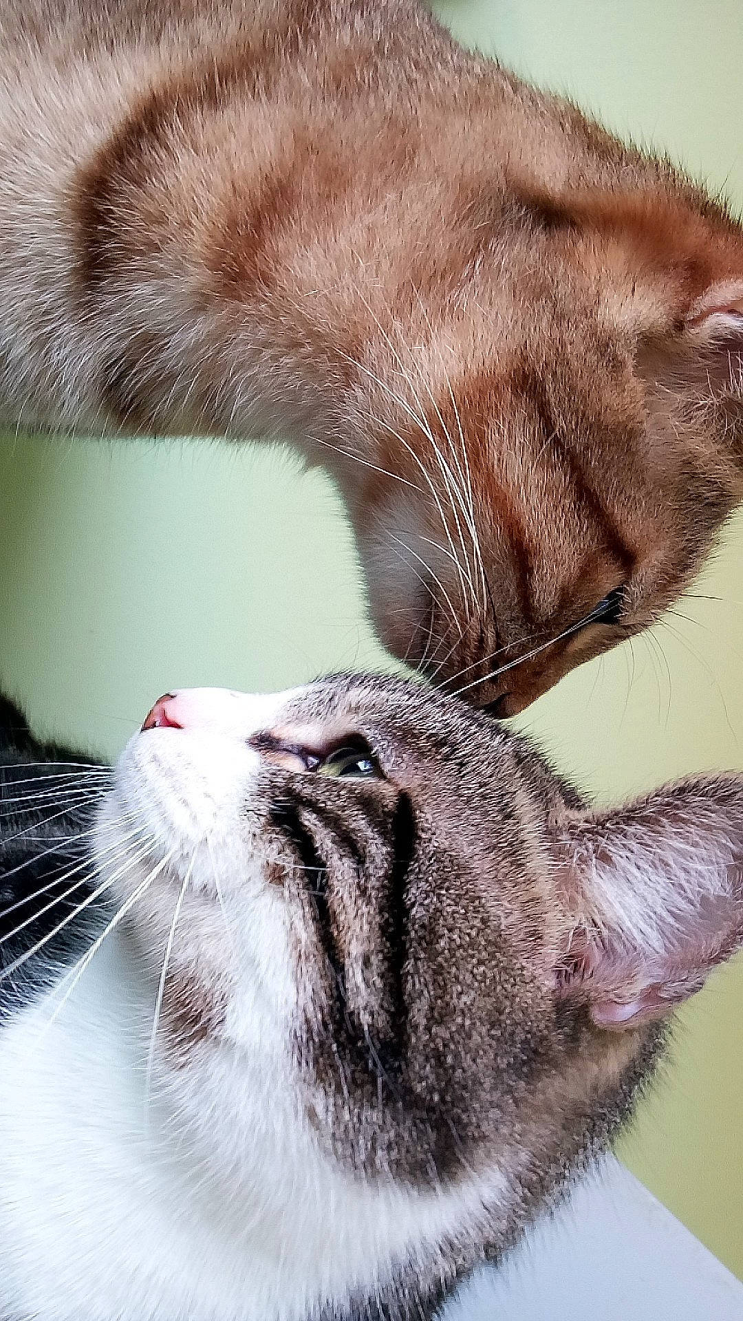 Titi participe au concours pour gagner de l'argent avec cette photo : aegean_cat, american_shorthair, asian, carnivore, cat, claw, close_up, domestic_short_haired_cat, ear, european_shorthair, eye, felidae, fur, kitten, nose, small_to_medium_sized_cats, snout, tabby_cat, thai, whiskers