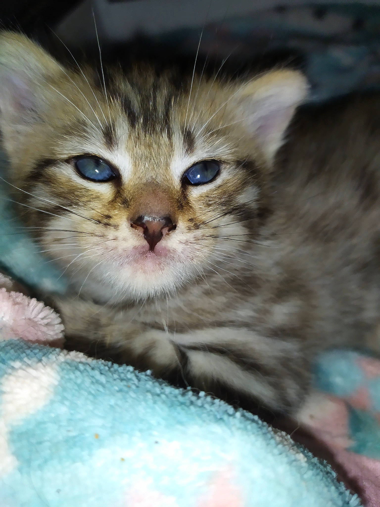 Roxy participe au concours pour gagner de l'argent avec cette photo : american_shorthair, asian, carnivore, cat, domestic_short_haired_cat, egyptian_mau, european_shorthair, eye, felidae, kitten, mammal, munchkin, ojos_azules, pixie_bob, siberian, small_to_medium_sized_cats, snout, tabby_cat, vertebrate, whiskers