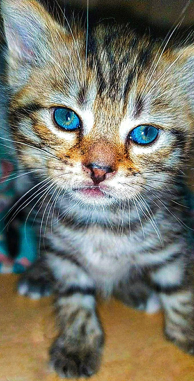 Roxy participe au concours pour gagner de l'argent avec cette photo : american_shorthair, american_wirehair, asian, carnivore, cat, close_up, domestic_short_haired_cat, european_shorthair, eye, felidae, kitten, mammal, pixie_bob, siberian, small_to_medium_sized_cats, snout, tabby_cat, toyger, vertebrate, whiskers