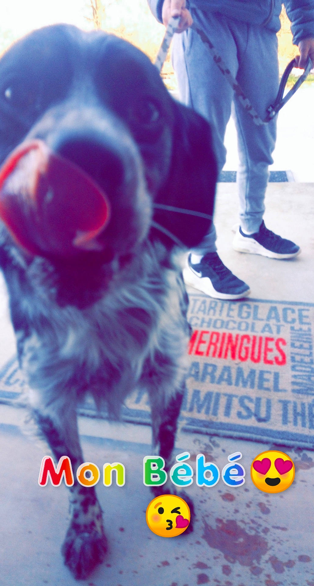 Oslo participe au concours pour gagner de l'argent avec cette photo : ball, canidae, carnivore, dog, dog_breed, photo_caption, snout, sporting_group