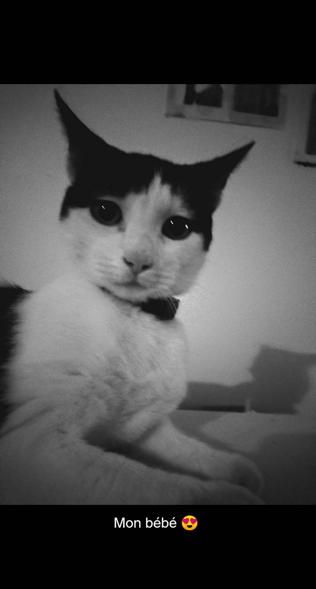 Lala a rejoint le concours — aidez-le/la à gagner de superbes lots ! asian, black_and_white, carnivore, cat, domestic_short_haired_cat, felidae, kitten, nose, photo_caption, photography, small_to_medium_sized_cats, snout, whiskers