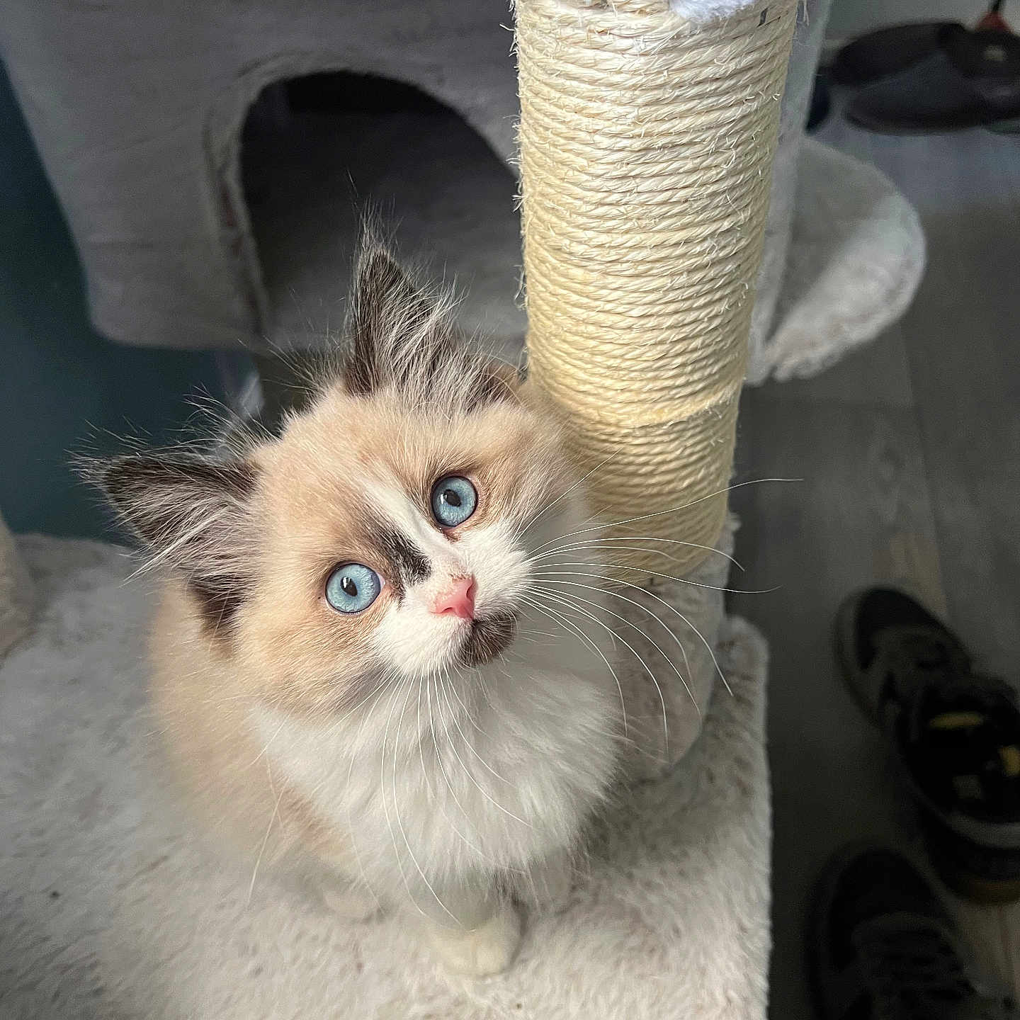 Jasper joined the competition — help win amazing prizes! adorable, animal, blue_eyes, cat, cat_tree, cozy, curious, cute, domestic, feline, fluffy, fur, indoor, kitten, looking_up, pet, scratching_post, small, soft, whiskers