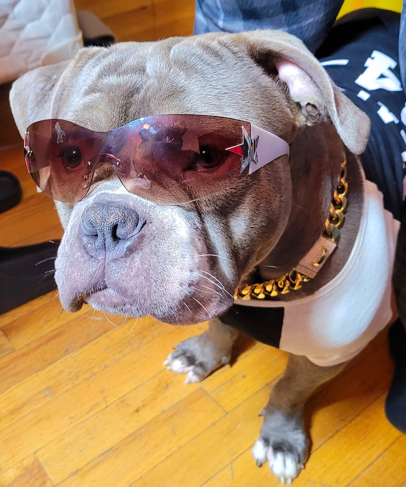 Zeus is registered to the contest to win money with this photo: bulldog, canidae, carnivore, collar, companion_dog, dog, dog_breed, dog_collar, ear, fawn, flooring, hardwood, pet_supply, snout, sporting_group, terrestrial_animal, whiskers, wood, working_animal, wrinkle