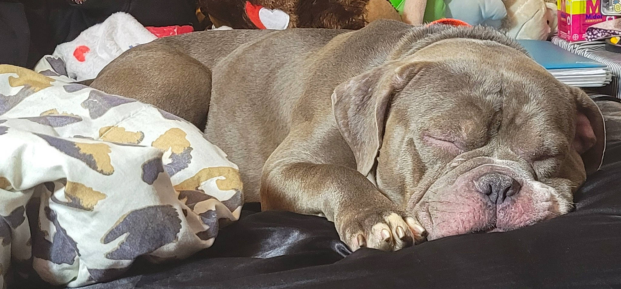Zeus is registered to the contest to win money with this photo: canidae, carnivore, comfort, companion_dog, dog, dog_breed, dog_supply, fawn, guard_dog, linens, liver, nap, non_sporting_group, sleep, snout, sporting_group, terrestrial_animal, whiskers, working_animal, wrinkle