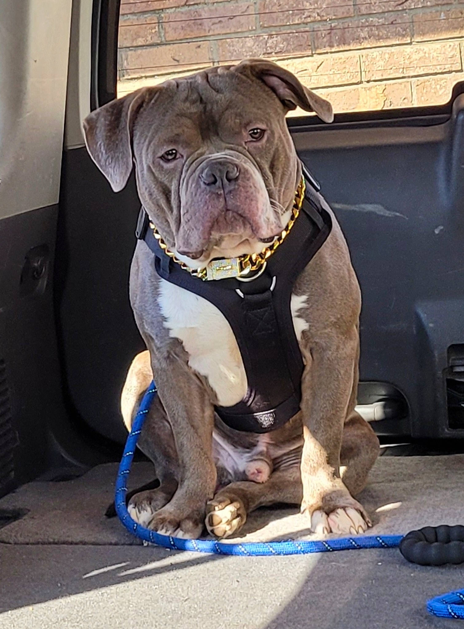 Zeus joined the competition — help win amazing prizes! blue, bulldog, canidae, carnivore, collar, companion_dog, dog, dog_breed, dog_collar, fawn, leash, liver, molosser, non_sporting_group, road_surface, snout, sporting_group, working_animal, working_dog, wrinkle
